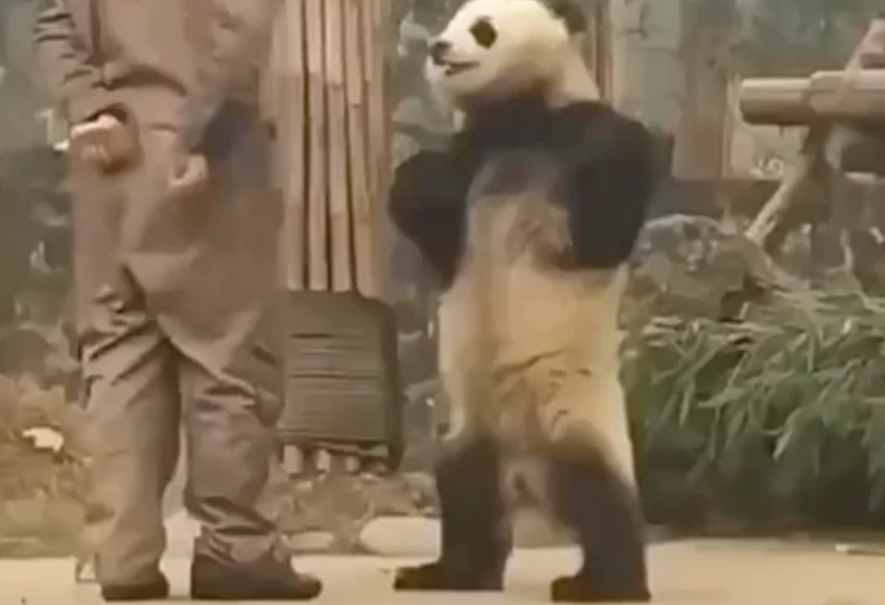 熊貓「雙手插腰」找飼養員理論　網友直呼：工讀生扮的吧！